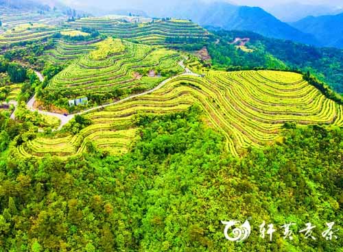 括苍深处，黄茶精粹 —— 探秘享誉国际之轩黄贡茶