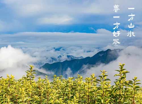 一方山水养一方好茶-轩黄缙云黄茶