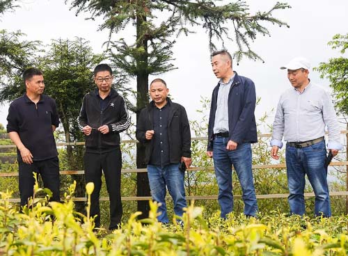 缙云县茶文化研究会会长吕唐镇等莅临轩黄茶园调研指导