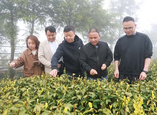 轩黄高山有机缙云黄茶：云雾间的“金叶子”引客商纷至沓来