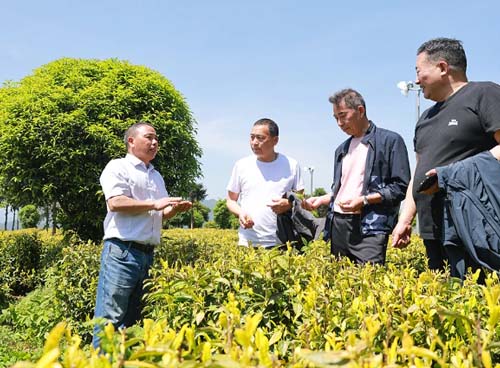 市、县农业局，“丽水山居”民宿协会及缙云县茶文化研究会领导莅临轩黄调研指导