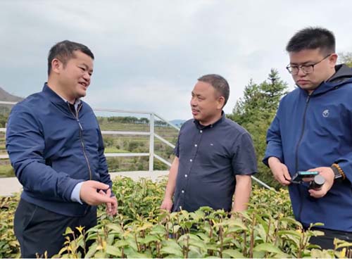 浙江省农科院蚕桑与茶叶研究所副所长莅临轩黄指导